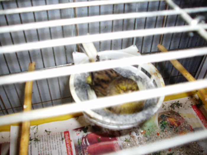 canari la cuib 2015 029