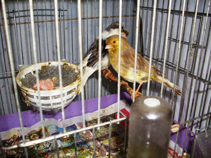 canari la cuib 2015 033