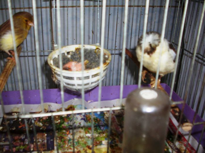 canari la cuib 2015 034