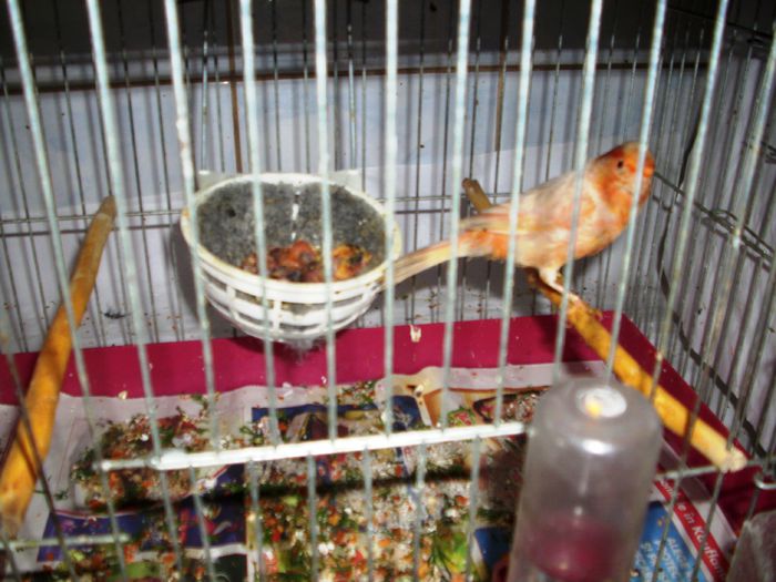 canari la cuib 2015 036