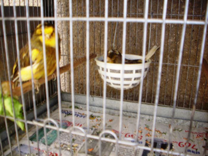 canari la cuib 2015 038