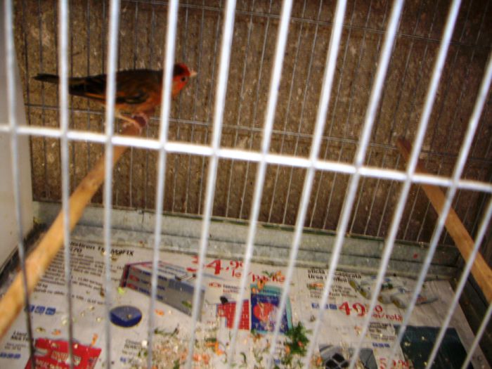 canari la cuib 2015 041