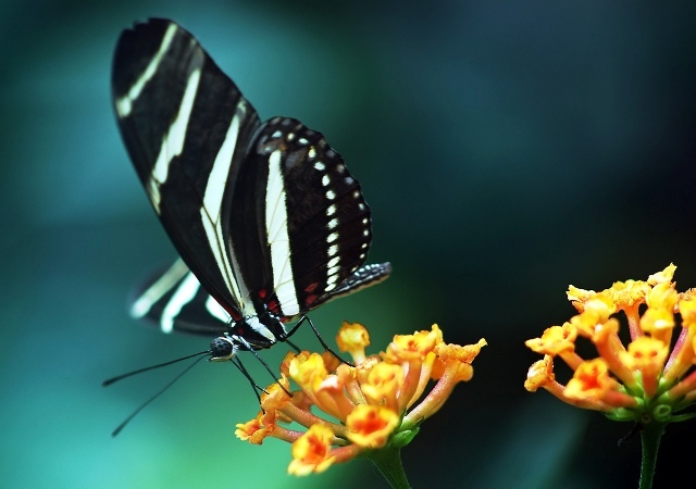 download-free-desktop-wallpaper-butterfly-Dean-Forbes-picture