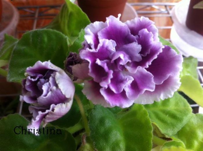 RS Duchess - RS Gercoginia - 2015 Violete