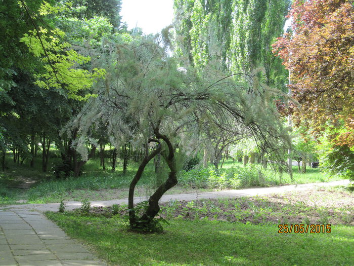 IMG_2527 - GRADINA BOTANICA-ExpoFlora 2015