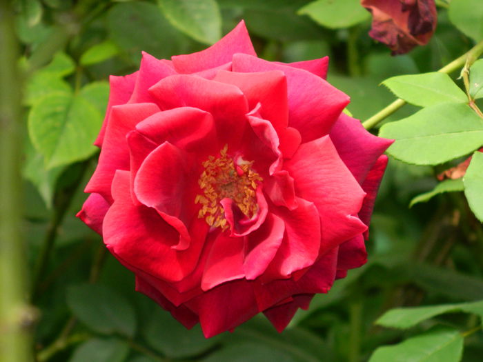 DSCN7871