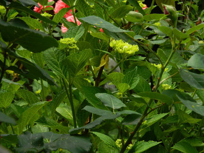 DSCN7872 - 2015_MAI_4