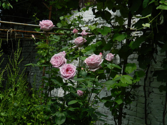 DSCN7874