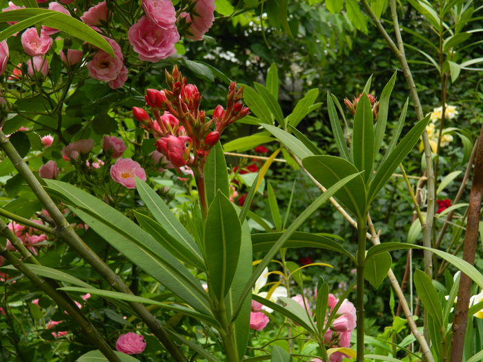 DSCN7885 - 2015_MAI_4