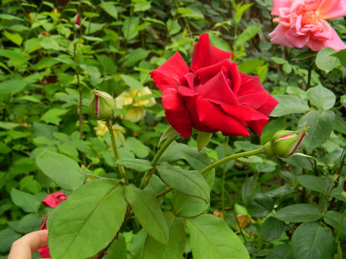 DSCN7900 - 2015_MAI_4