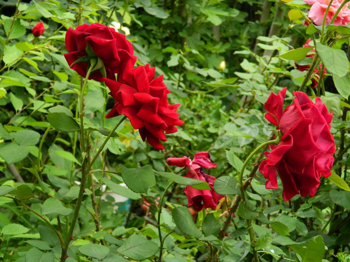 DSCN7914 - 2015_MAI_4
