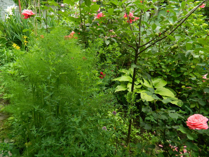 DSCN7922 - 2015_MAI_4