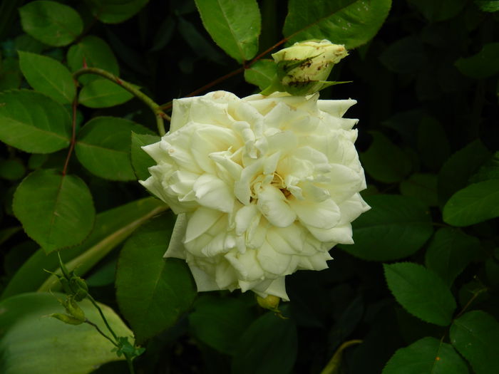 DSCN7923 - 2015_MAI_4
