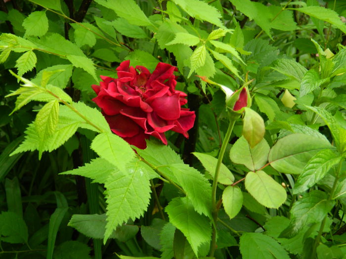 DSCN7924 - 2015_MAI_4