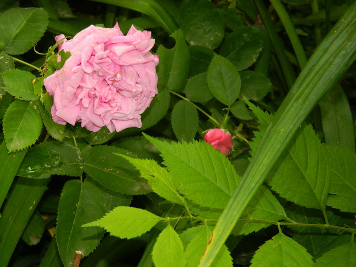 DSCN7925 - 2015_MAI_4