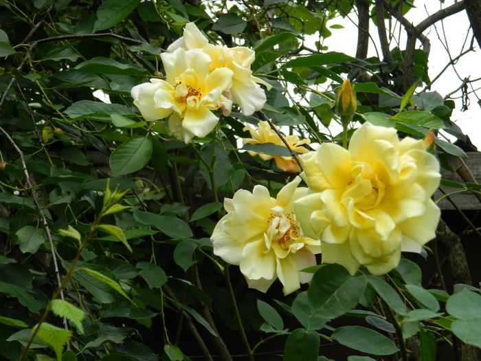 DSCN7928 - 2015_MAI_4