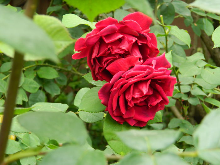 DSCN7929 - 2015_MAI_4