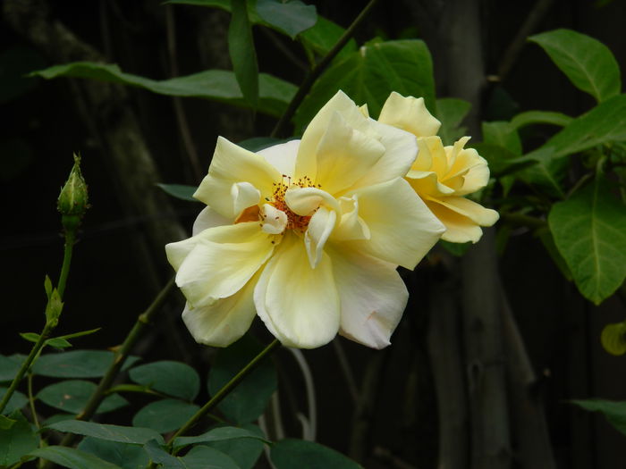 DSCN7930 - 2015_MAI_4