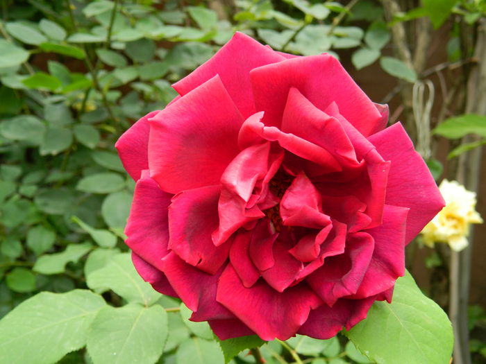 DSCN7934 - 2015_MAI_4