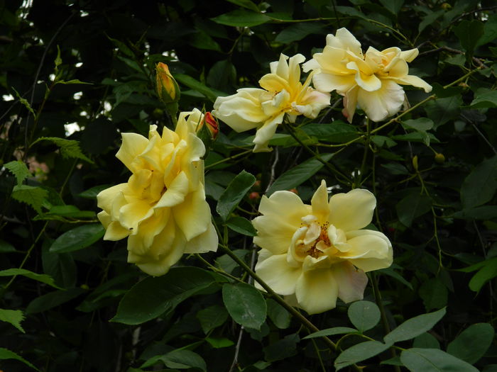 DSCN7935 - 2015_MAI_4