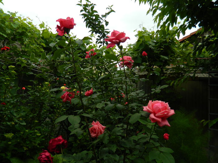 DSCN7938