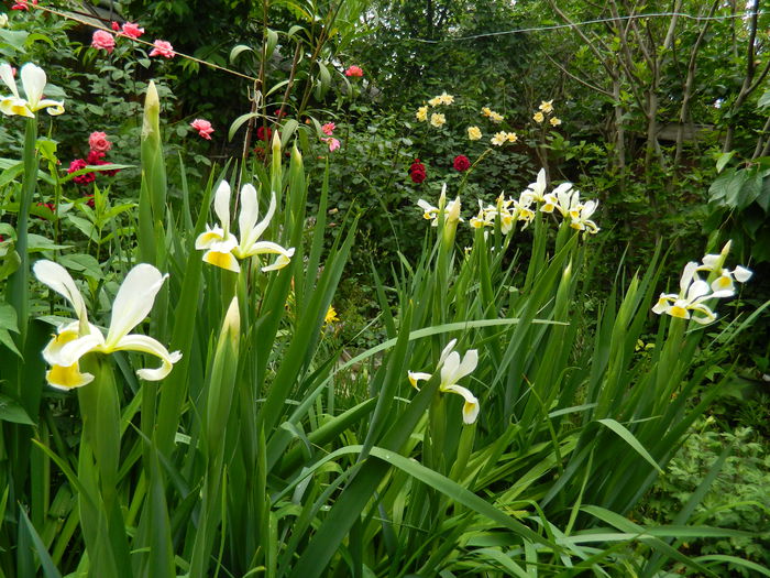 DSCN7946 - 2015_MAI_4