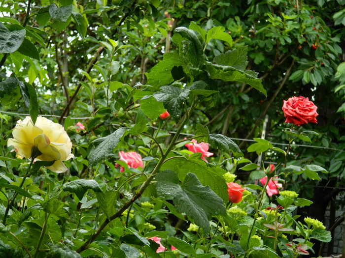DSCN7974