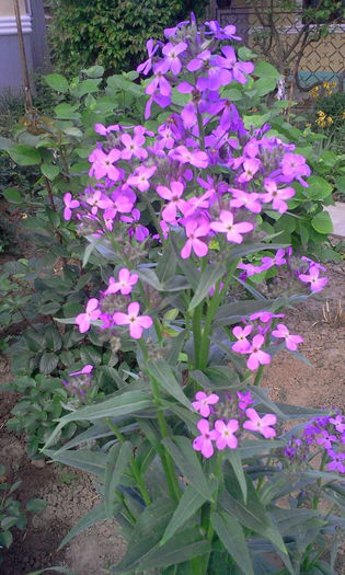 Fotografie0747 - Alte flori