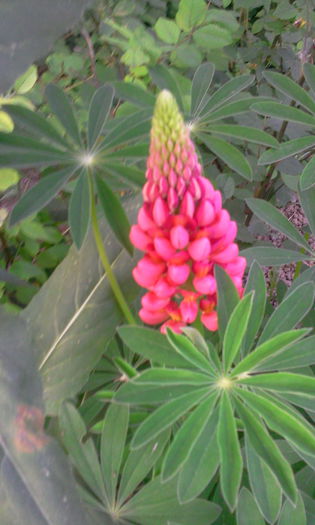 Fotografie0751 - Alte flori