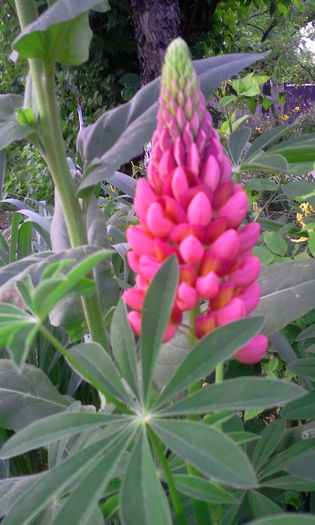 Fotografie0752 - Alte flori