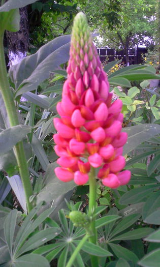 Fotografie0753 - Alte flori