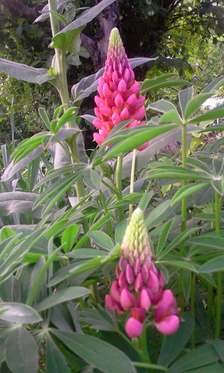 Fotografie0755 - Alte flori