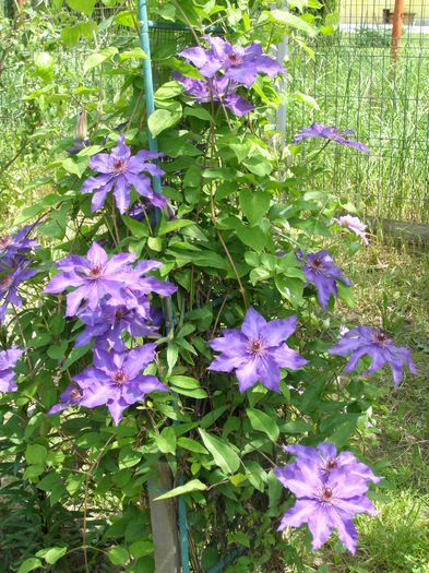 P5240108 - Au inflorit clematitele