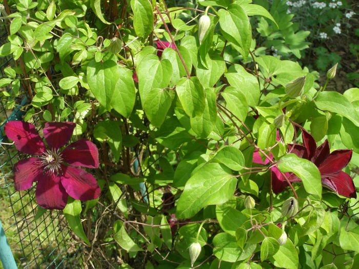 P5240109 - Au inflorit clematitele