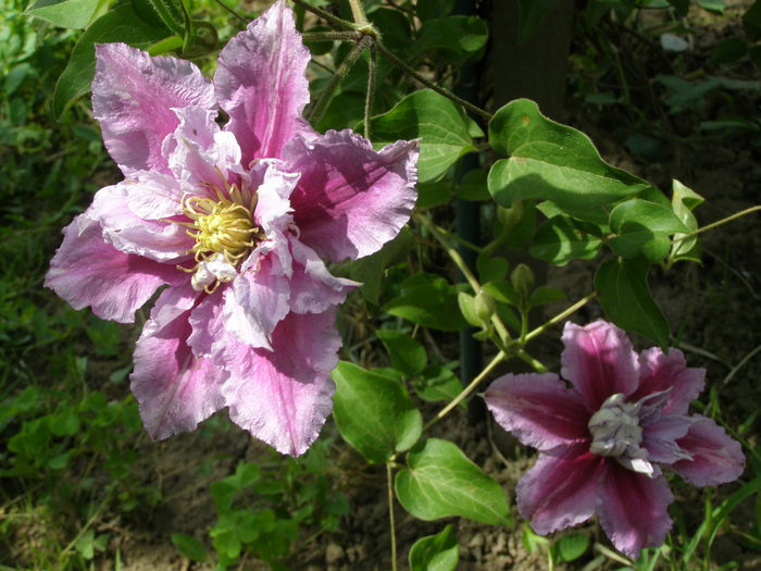 P5240111 - Au inflorit clematitele