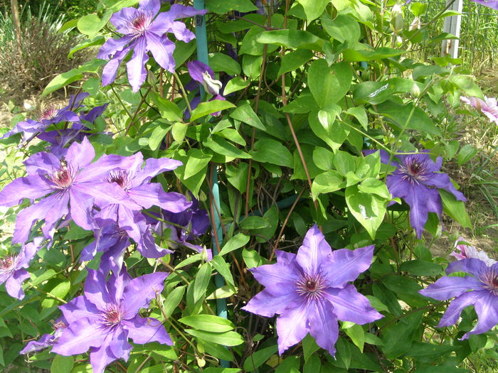 P5240133 - Au inflorit clematitele