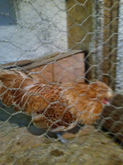 20150421_195743 - PADUANA CHAMOS MATCA 2015