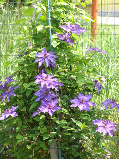 P5240104 - Au inflorit clematitele