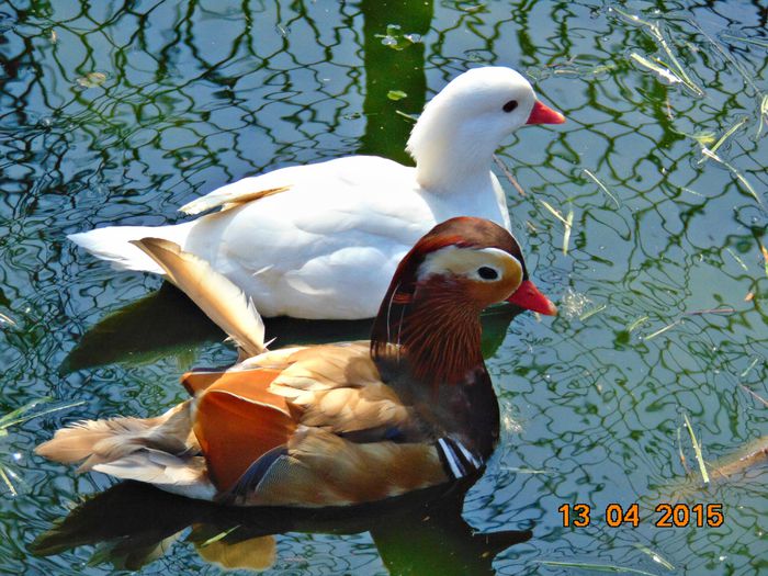 rate mandarin galbene - Rate mandarine galbene