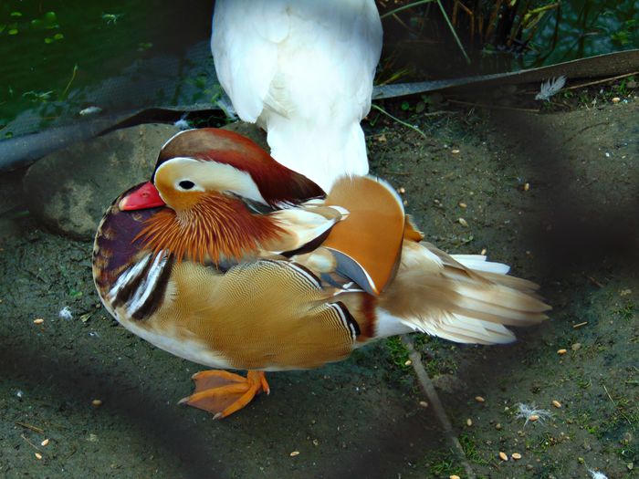 rate mandarin galbene - Rate mandarine galbene