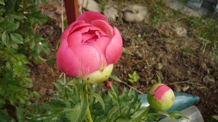 081 - bujori