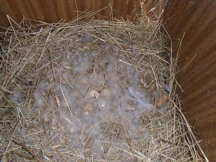 DSC04923 - Rate mandarine galbene