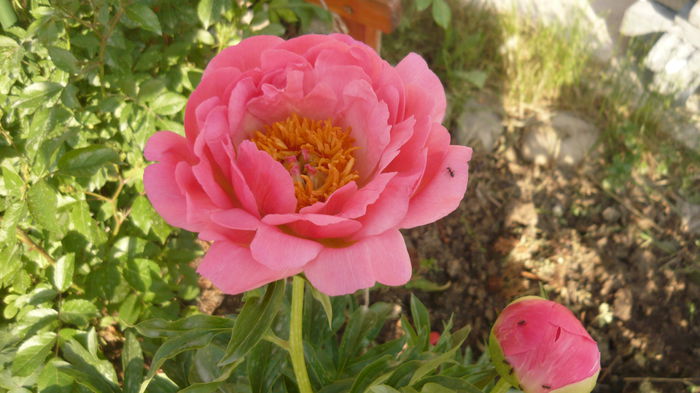 088 - bujori