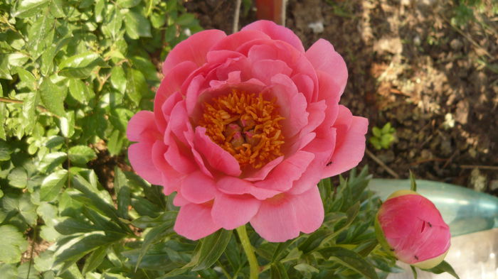 089 - bujori