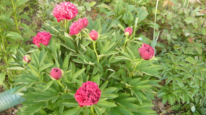 119 - bujori