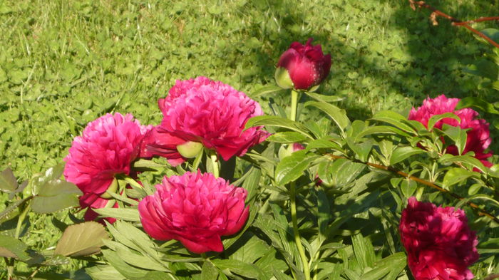220 - bujori