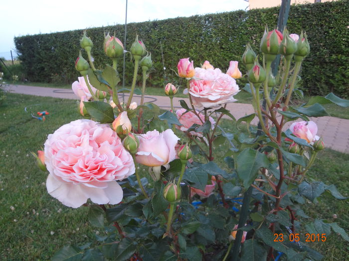 Abraham Darby