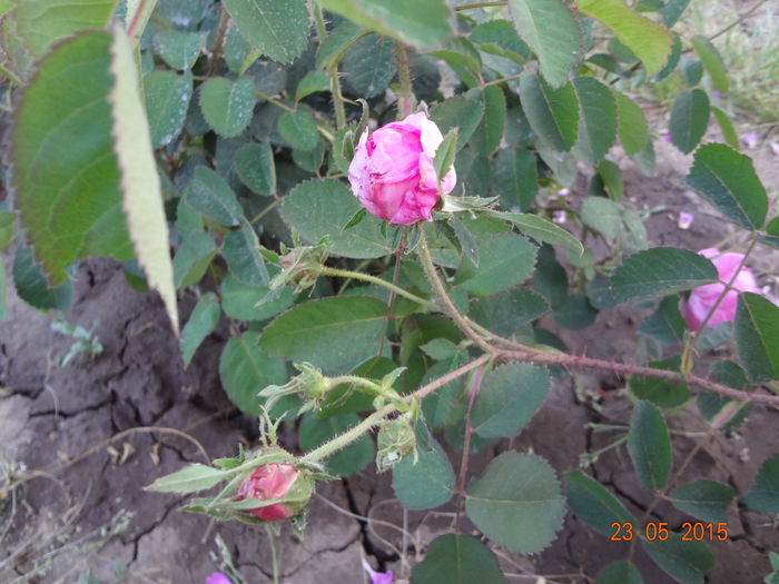 DSC00046 - 00-Trandafir vechi neidentificat