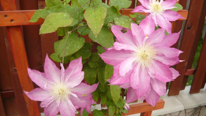 010 - clematite infloriri