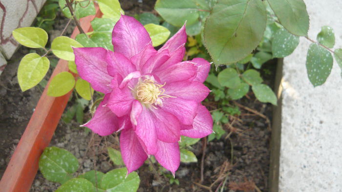 104 - clematite infloriri